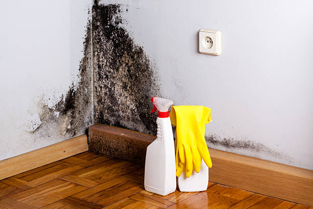 Best Mold Remediation for Healthcare Facilities  in Chevy Chase View, MD